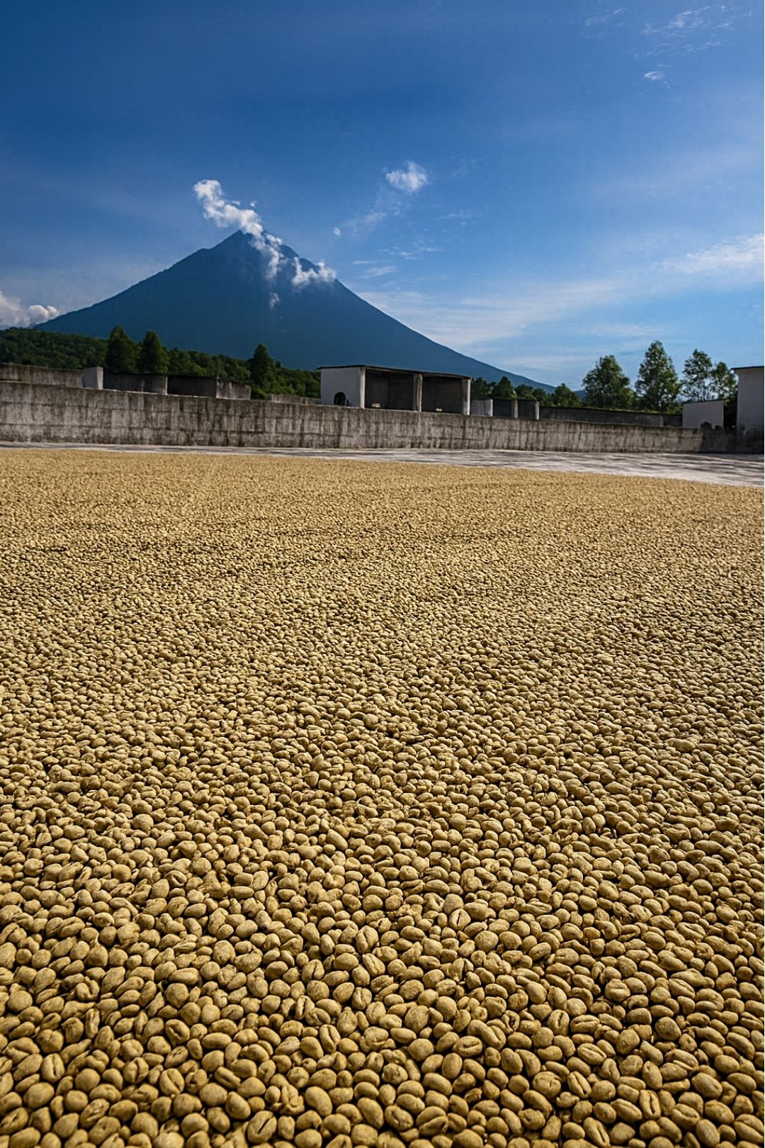 Venezuelan coffee beans