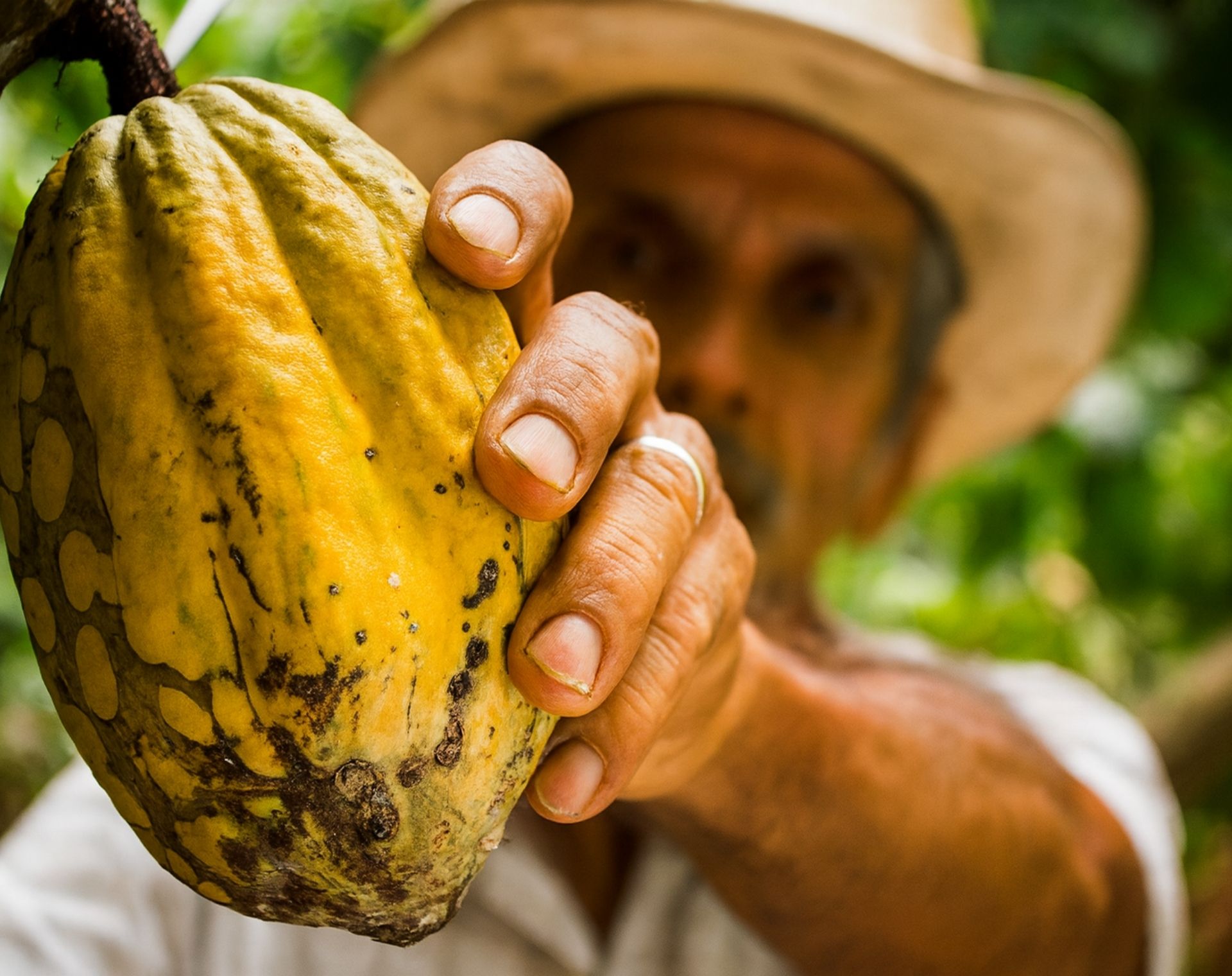 Hand holding fresh cacao pod